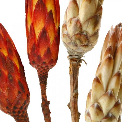 Floristik24 Protea Mix, Torkade Blommor Respens Natur/Röd 13 st