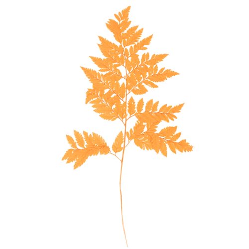 Torkade och konserverade ormbunksblad för blomster- och höstdekorationer, 42 cm, 10 stycken köpa | Floristik24.se