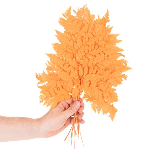 Torkade och konserverade ormbunksblad för blomster- och höstdekorationer, 42 cm, 10 stycken | Floristik24.se