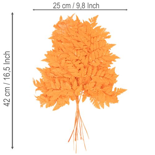 Torkade och konserverade ormbunksblad för blomster- och höstdekorationer, 42 cm, 10 stycken | Floristik24.se