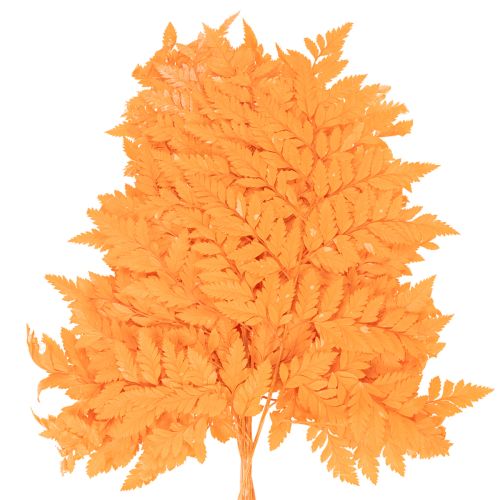 Torkade och konserverade ormbunksblad för blomster- och höstdekorationer, 42 cm, 10 stycken | Floristik24.se