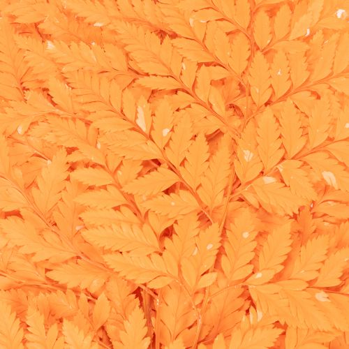 Torkade och konserverade ormbunksblad för blomster- och höstdekorationer, 42 cm, 10 stycken | Floristik24.se