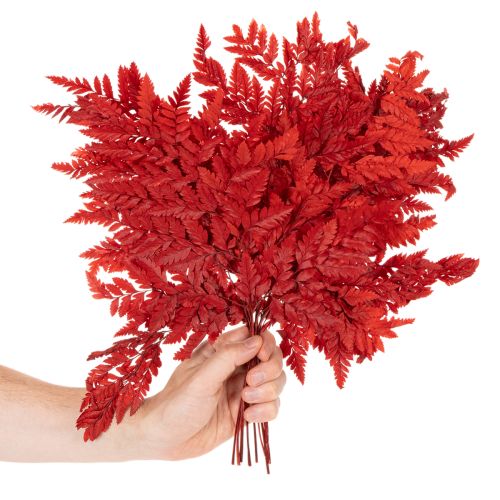 Ormbunkar, konserverade och färgade, äkta ormbunkar för höstarrangemang, 42 cm, 10 stycken | Floristik24.se