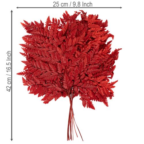 Ormbunkar, konserverade och färgade, äkta ormbunkar för höstarrangemang, 42 cm, 10 stycken | Floristik24.se