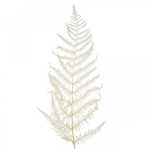 Ormbunksblad Vit Ormbunke Torkad Blekt 50cm 10p