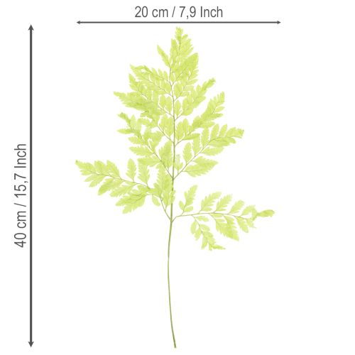 Artikel Ormbunkar: Konserverat, högkvalitativt naturmaterial för långvariga dekorationsprojekt, 40 cm, 10 stycken