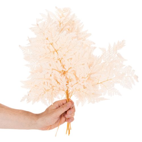 Torkad ormbunkedekoration för vas 42 cm 10 st | Floristik24.se