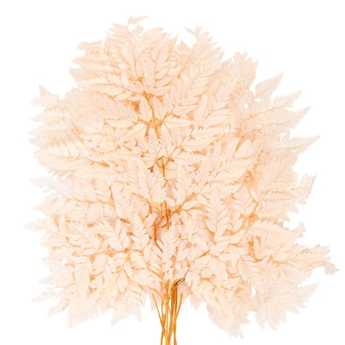 Torkad ormbunkedekoration för vas 42 cm 10 st | Floristik24.se