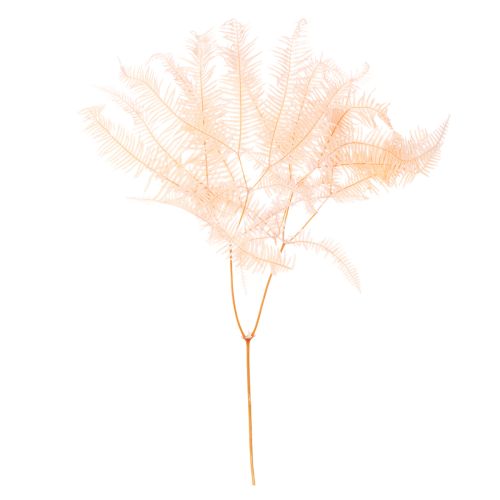 Torkade ormbunksblad, ormbunksdekoration för vaser, 60 cm, 10 stycken köpa | Floristik24.se