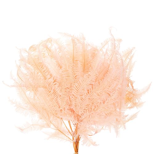 Torkade ormbunksblad, ormbunksdekoration för vaser, 60 cm, 10 stycken | Floristik24.se