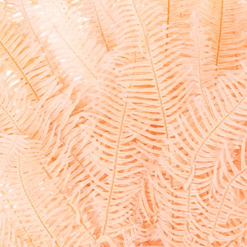 Torkade ormbunksblad, ormbunksdekoration för vaser, 60 cm, 10 stycken | Floristik24.se
