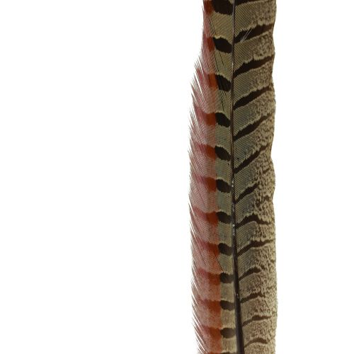 Floristik24 Fasanfjädrar Dekoration Äkta fjädrar Natur 40cm 9 st