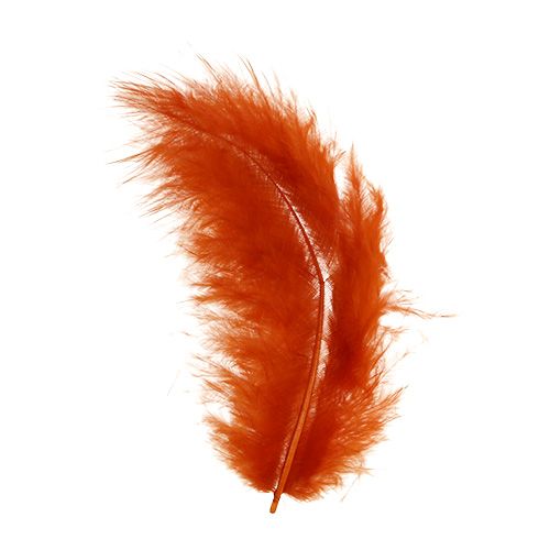 Floristik24 Fjäder kort mörk orange 30g