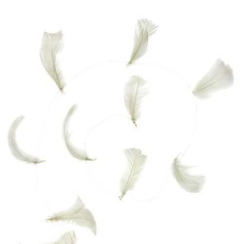 Floristik24 Fjäder på trådkräm 10m