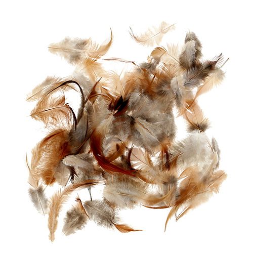 Floristik24 Fjäder sort. 5-15cm natur 228st