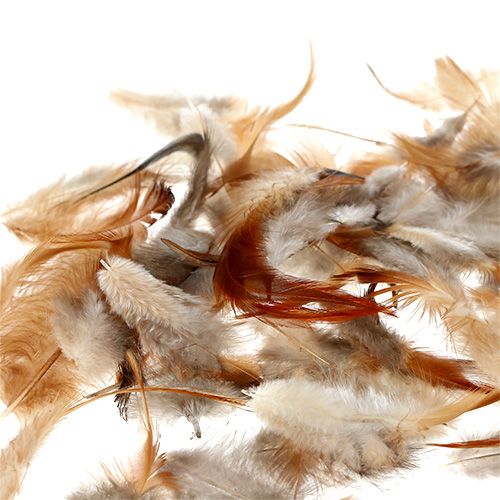 Floristik24 Fjäder sort. 5-15cm natur 228st