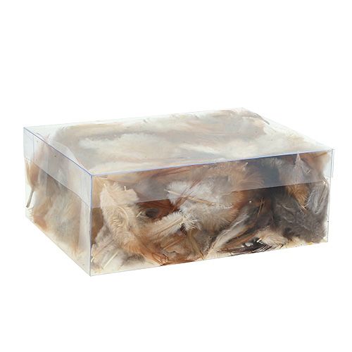 Floristik24 Fjäder sort. 5-15cm natur 228st