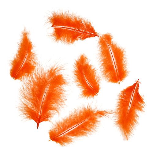 Floristik24 Fjädrar korta 30g Orange