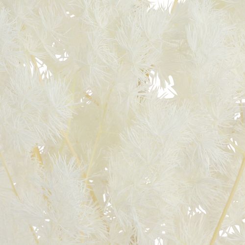 Artikel Vårsparris Sparris konserverad Vit 55-70cm 100g