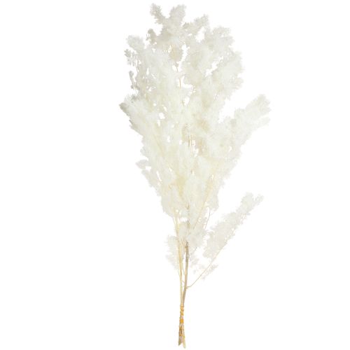 Artikel Vårsparris Sparris konserverad Vit 55-70cm 100g