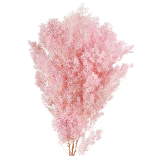 Artikel Fjädersparris Torrdekoration Sparris Rosa 55-70cm 100g