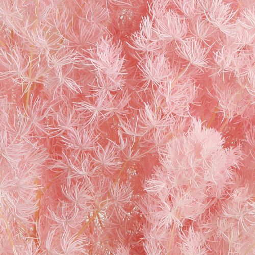 Artikel Fjädersparris Torrdekoration Sparris Rosa 55-70cm 100g