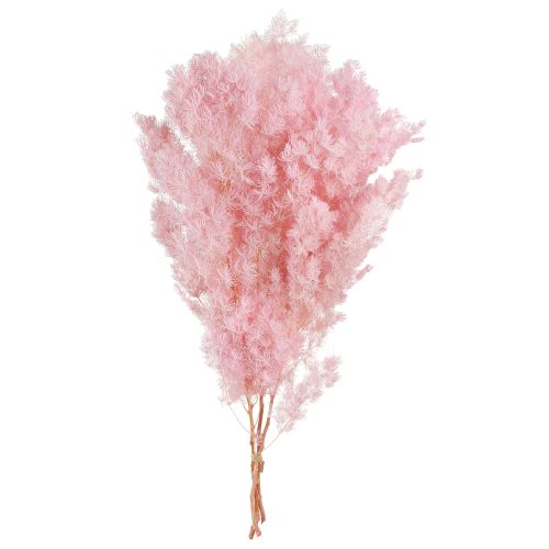 Artikel Fjädersparris Torrdekoration Sparris Rosa 55-70cm 100g
