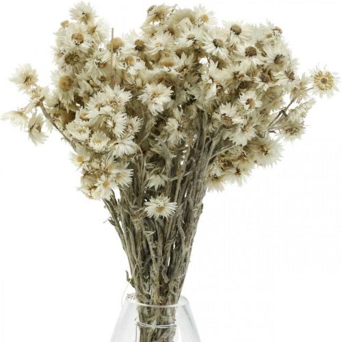 Floristik24 Mini Halmblomma Vit Torkad Blomma Deco Stenblomma H20cm 15g