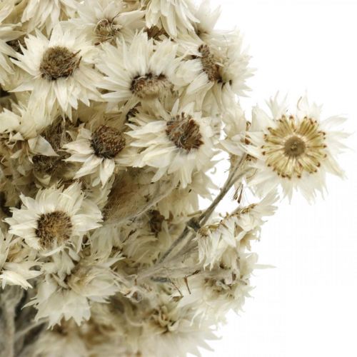 Floristik24 Mini Halmblomma Vit Torkad Blomma Deco Stenblomma H20cm 15g