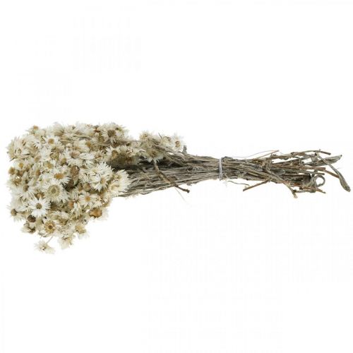 Floristik24 Mini Halmblomma Vit Torkad Blomma Deco Stenblomma H20cm 15g