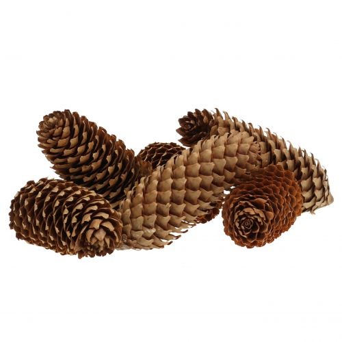 Floristik24 Grankottar natur 13cm 12 st