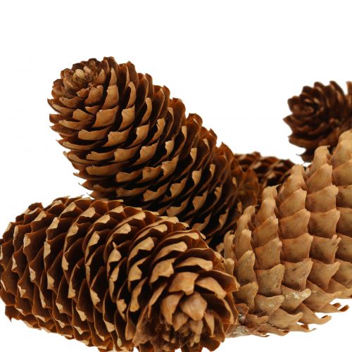 Floristik24 Grankottar natur 13cm 12 st
