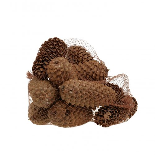 Floristik24 Grankottar natur 13cm 12 st