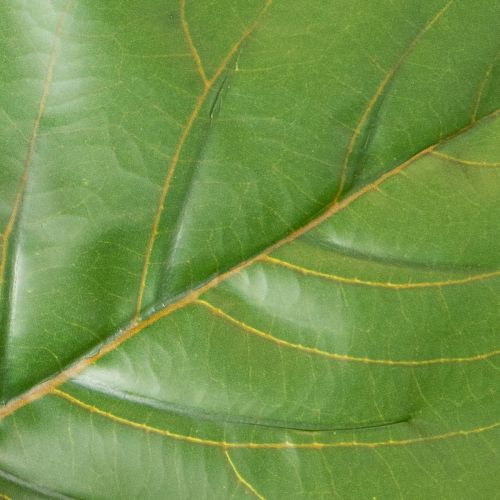 Konstgjord Ficus lyrata 120 cm dekorativ för vardagsrum | Floristik24.se