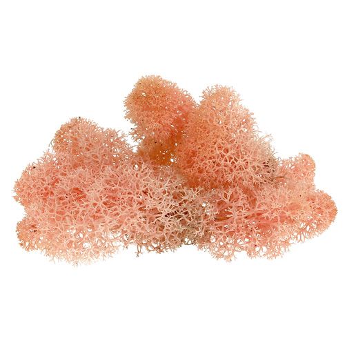 Floristik24 Dekorativ mossa Islandsmossa rosa 400g