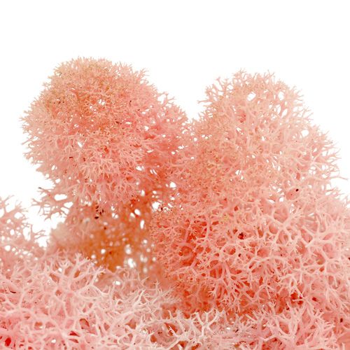 Artikel Dekorativ mossa Islandsmossa rosa 400g