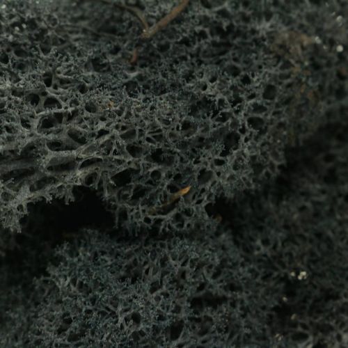 Artikel Dekorativ Moss Black bevarar isländsk mossa för hantverk 400g
