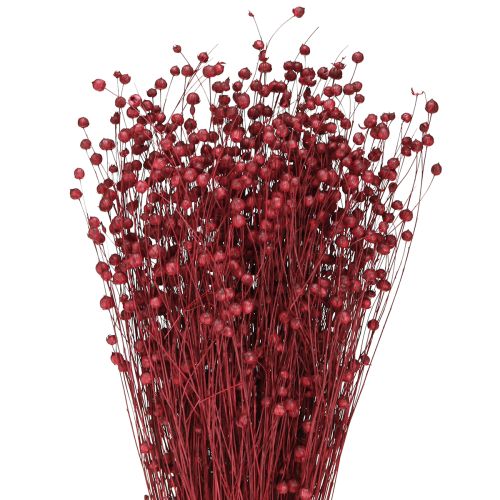 Lin Bordeauxröd torkad dekoration torkade blommor L55cm 80g