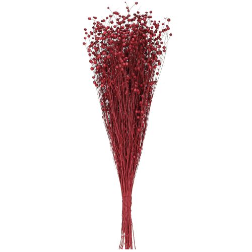 Artikel Lin Bordeauxröd torkad dekoration torkade blommor L55cm 80g
