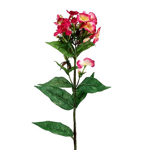 Rosa flammablomma 72cm