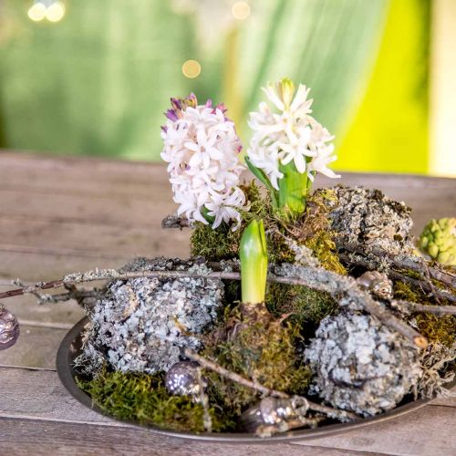 Floristik24 Lav naturlig dekoration med mossgrå 500g