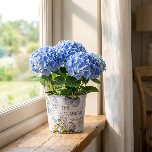 Planteringskruka plast hortensia blomkruka Ø13,5cm H12cm | Floristik24.se