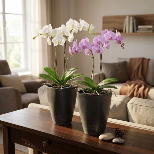 Artikel Orkidékruka, blomkruka, plast, antracit, 13,5x13x16,5cm, 2 stycken
