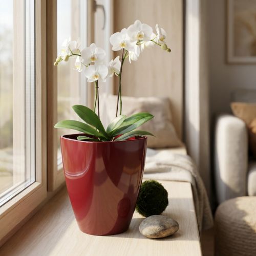 Orkidékruka blank Ø12,5cm Bordeaux 1 st | Floristik24.se