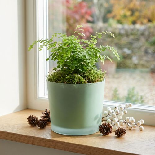 Blomkruka i glas grön plantering glasbalja Ø14,5cm H12,5cm | Floristik24.se
