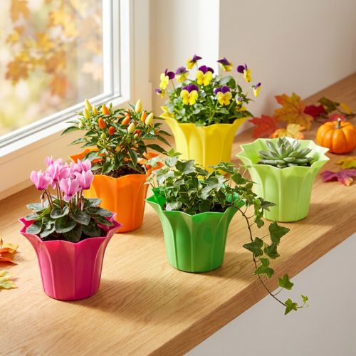 Plastkruka, färgglada sorter. Ø9cm 10 st | Floristik24.se