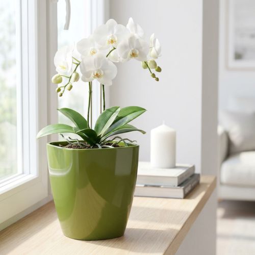 Orkidékruka blank Ø12,5cm olivgrön 1 st | Floristik24.se