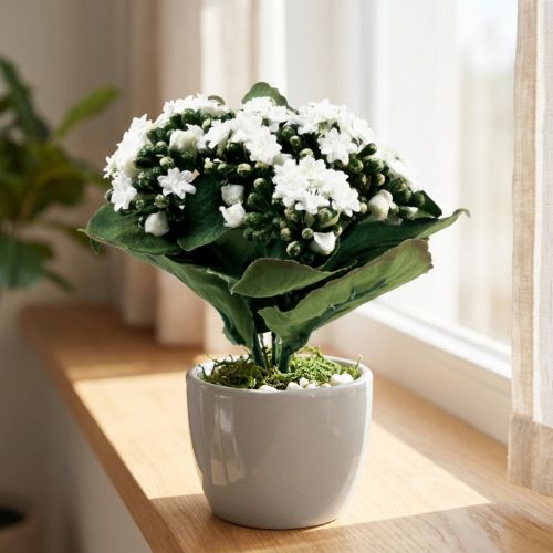 Konstgjord Kalanchoe Flaming Käthchen Vit 24cm | Floristik24.se