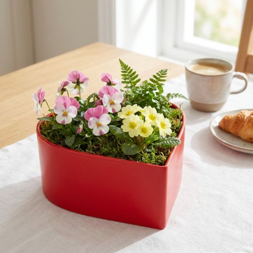 Artikel Romantisk växt hjärta växt skål hjärta röd 15×15×7cm 3st