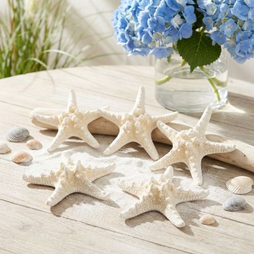 Dekorativ sjöstjärna stor torkad vit dubbig sjöstjärna 19-26cm 5 st | Floristik24.se